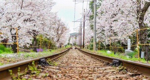 致青春 关东关西8日游-樱落如雪+泡汤赏樱+上野公园+千鸟之渊+目黑川+平野神社+高台寺